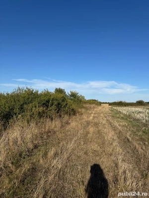 Teren extravilan centura sud(Ghiroda) - imagine 7