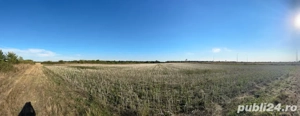 Teren extravilan centura sud(Ghiroda) - imagine 4