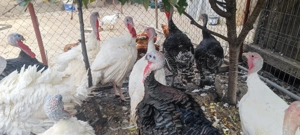 Vând curcani albi și negri