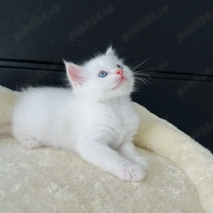 Pui pisică Ragdoll colorpoint.  Asigur transport!