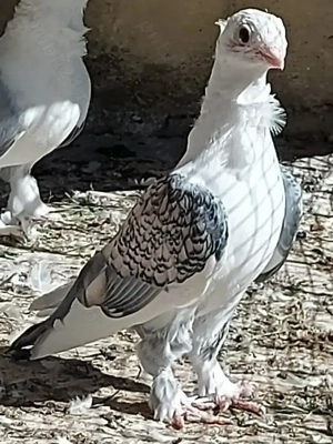 Canari 2025   porumbei satinati 2025 - imagine 2