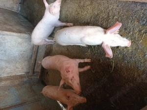 Purcei 9 săptămâni    13  - imagine 4 Purcei 9 săptămâni    13  - imagine 4