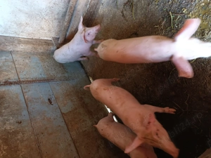 Purcei 9 săptămâni    13  - imagine 2 Purcei 9 săptămâni    13  - imagine 2