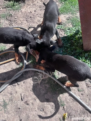 Catei de vanzare - imagine 2