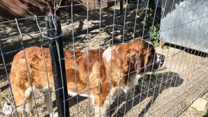 Saint Bernard vârstă 1 an(15 august) - imagine 4