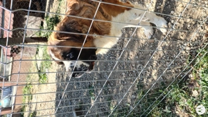 Saint Bernard vârstă 1 an(15 august) - imagine 3