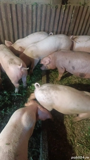 vand porci cacova ieri  - imagine 2