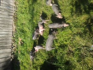 Vând purcei rasa pietrean belgian  - imagine 4