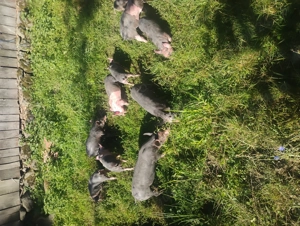 Vând purcei rasa pietrean belgian  - imagine 5