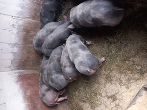 Porci de vânzare mari si mici. - imagine 2