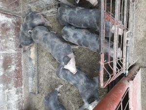 Porci de vânzare mari si mici. - imagine 5