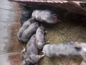 Porci de vânzare mari si mici. - imagine 3