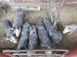 Porci de vânzare mari si mici. - imagine 4