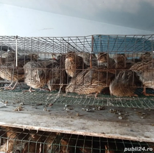 Prepelițe outoare și ouă de incubat și de consum - imagine 3 Prepelițe outoare și ouă de incubat și de consum - imagine 3