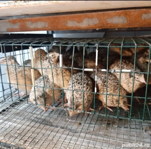 Prepelițe outoare și ouă de incubat și de consum - imagine 4 Prepelițe outoare și ouă de incubat și de consum - imagine 4