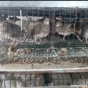 Prepelițe outoare și ouă de incubat și de consum - imagine 2 Prepelițe outoare și ouă de incubat și de consum - imagine 2