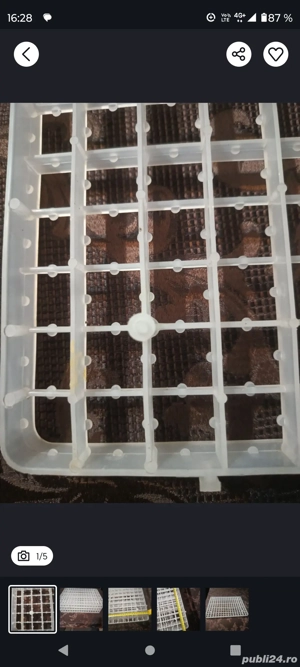 De vînzare site ouă prepeliță pentru incubator - imagine 5