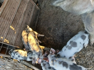 vand purcei 300 lei bucata si purcei mai mari 500 lei bucata - imagine 2 vand purcei 300 lei bucata si purcei mai mari 500 lei bucata - imagine 2