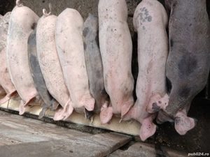 vand purcei 300 lei bucata si purcei mai mari 500 lei bucata - imagine 3 vand purcei 300 lei bucata si purcei mai mari 500 lei bucata - imagine 3