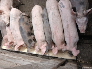 vand purcei 300 lei bucata si purcei mai mari 500 lei bucata - imagine 5 vand purcei 300 lei bucata si purcei mai mari 500 lei bucata - imagine 5