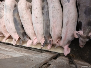 vand purcei 300 lei bucata si purcei mai mari 500 lei bucata - imagine 4 vand purcei 300 lei bucata si purcei mai mari 500 lei bucata - imagine 4