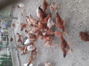 Vand pui de gaina  - imagine 3 Vand pui de gaina  - imagine 3