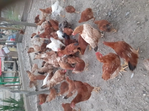 Vand pui de gaina  - imagine 2 Vand pui de gaina  - imagine 2