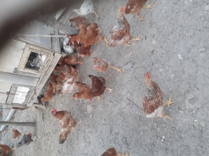 Vand pui de gaina  - imagine 4 Vand pui de gaina  - imagine 4