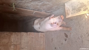porc de vânzare