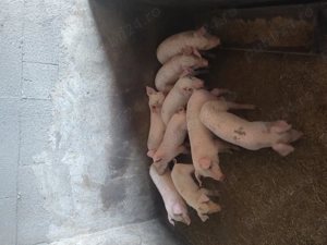 Vind purcei de 6 săptămâni 