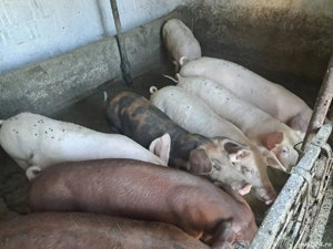 vand purcei  - imagine 5