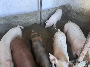 vand purcei  - imagine 4