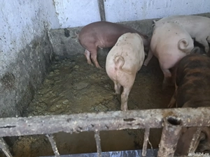 vand purcei  - imagine 2