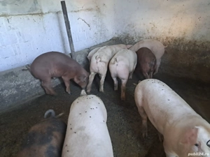 vand purcei  - imagine 3