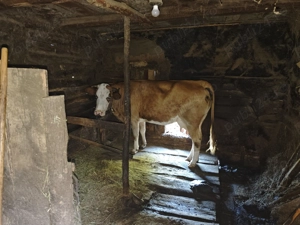 Vacă blândă și sănătoasă   8 ani, dă lapte bun zilnic