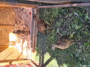 Fazani comuni  - imagine 2