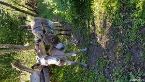 vand măgăreața cu pui de 5 zile