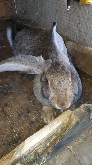 Vând iepuri  2 femele uriași belgian 