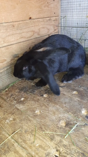 Vând iepuri  2 femele uriași belgian  - imagine 4