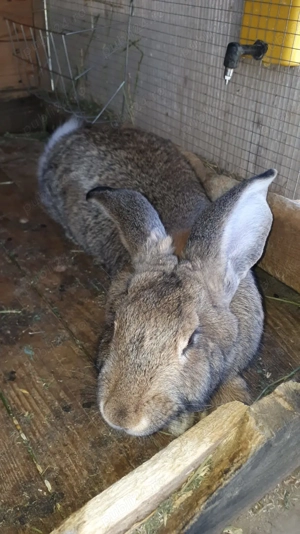 Vând iepuri  2 femele uriași belgian  - imagine 3