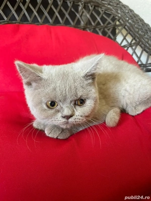 British Șhorthair Puiuți