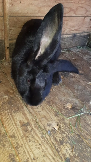 Vând iepuri  2 femele uriași belgian  - imagine 2