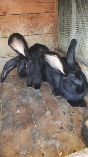 Vând masculi uriaș belgian  - imagine 2