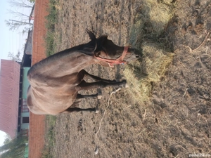 iapa de vânzare.. - imagine 3