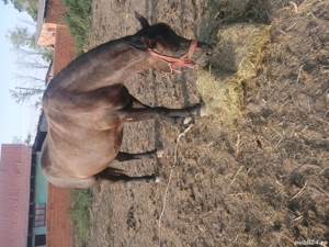 iapa de vânzare.. - imagine 5