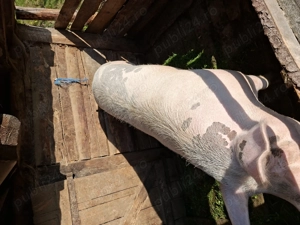 Porc de vânzare 