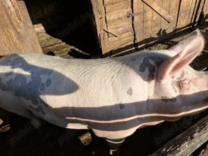 Porc de vânzare  - imagine 4