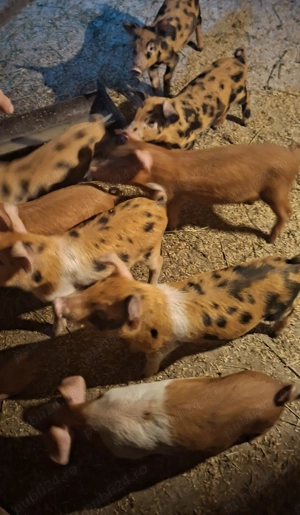 Purcei crescuți la țară 