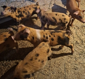 Purcei crescuți la țară  - imagine 2