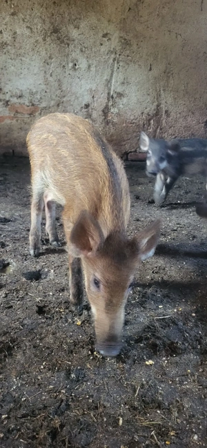 Purcei mistreț rasă pură